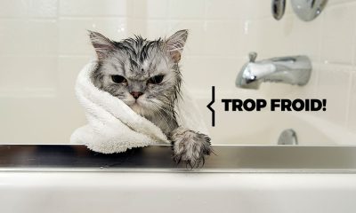 réparer le chauffe eau car chat craint l'eau froide